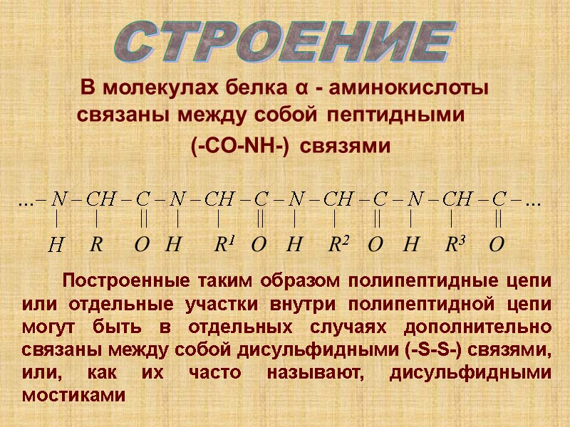 В молекулах белка α - аминокислоты связаны между собой пептидными    
